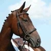 Collegiate Syntovia+ Padded Raised Cavesson Bridle - Brown